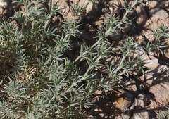 Astragalus kentrophyta