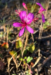 Pelargonium rodneyanum