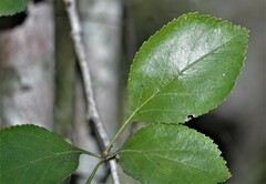 Crataegus viridis