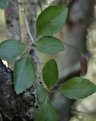 Crataegus viridis