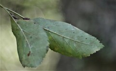 Crataegus viridis