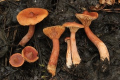 Lactarius neotabidus