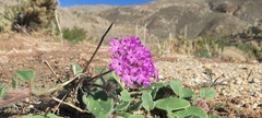 Abronia villosa villosa