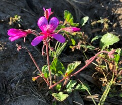 Pelargonium rodneyanum