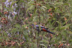 Platycercus eximius x adscitus