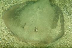 Trygonoptera testacea