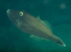 Eubalichthys bucephalus