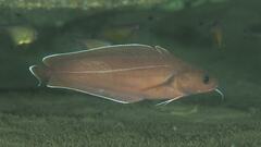 Lotella rhacina