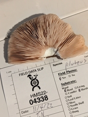 Pluteus hongoi