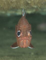 Trachichthys australis