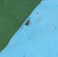 Liorhyssus