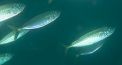 Trachurus novaezelandiae