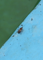 Liorhyssus