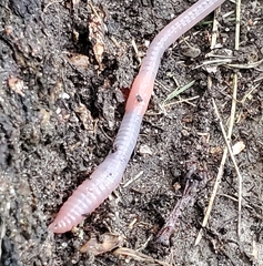Lumbricus terrestris