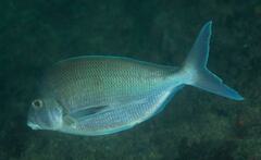 Nemadactylus douglasii