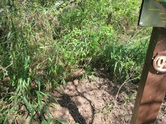 Drymobius margaritiferus