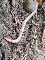 Lumbricus terrestris