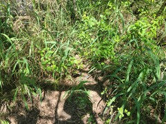 Drymobius margaritiferus