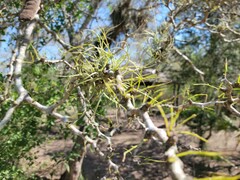 Tillandsia baileyi