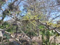 Tillandsia baileyi