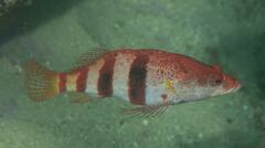 Hypoplectrodes nigroruber