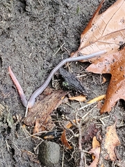 Lumbricus terrestris