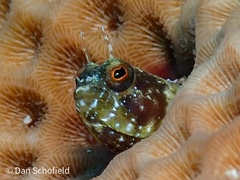 Emblemaria pandionis