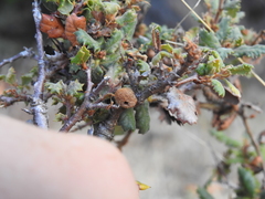 Disholcaspis simulata