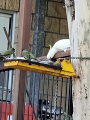 Cacatua galerita galerita
