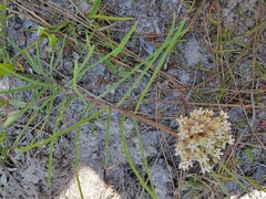 Asclepias michauxii