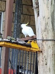 Cacatua galerita galerita
