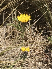 Hypochaeris caespitosa