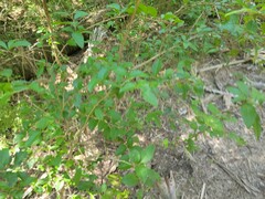Xylosma flexuosa