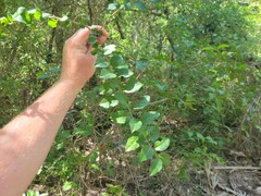 Xylosma flexuosa