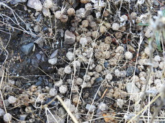 Trifolium tomentosum