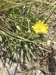 Hypochaeris caespitosa