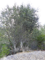 Quercus agrifolia