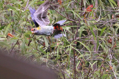 Platycercus eximius x adscitus