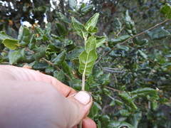 Quercus agrifolia