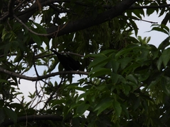 Agelaioides badius