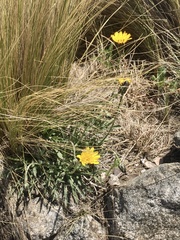 Hypochaeris caespitosa