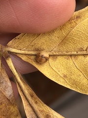 Caryomyia leviglobus