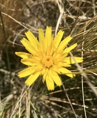 Hypochaeris caespitosa