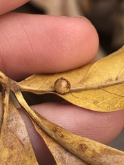 Caryomyia leviglobus