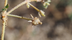 Kallstroemia californica
