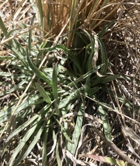 Hypochaeris caespitosa