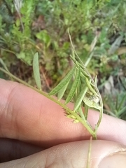 Vicia villosa