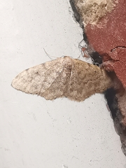 Idaea inquinata