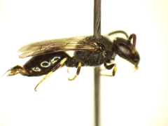 Hylaeus punctatus