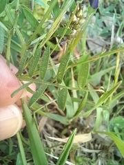 Vicia villosa